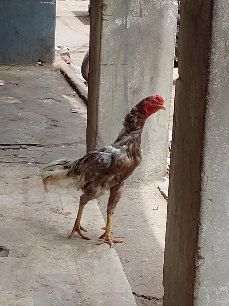 aseel murgha — photo 4