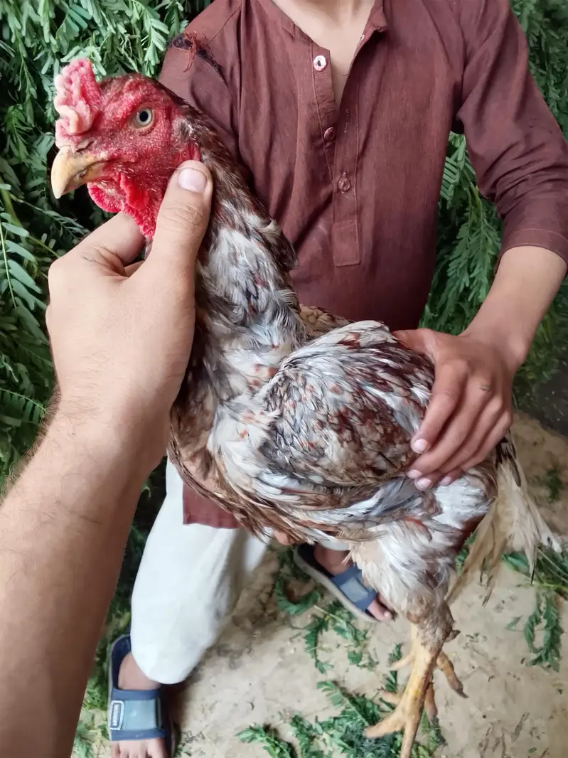 aseel murgha — photo 5