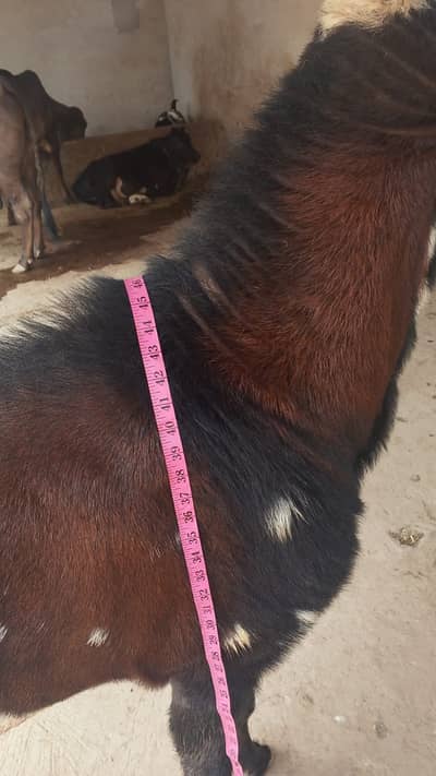 Nagra Bakra/ Male Goat/ Billy Goat