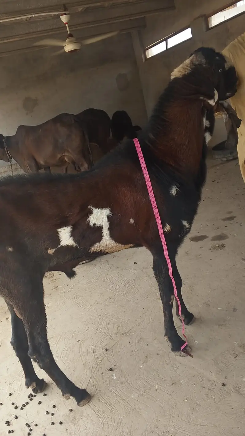 Nagra Bakra/ Male Goat/ Billy Goat — photo 2