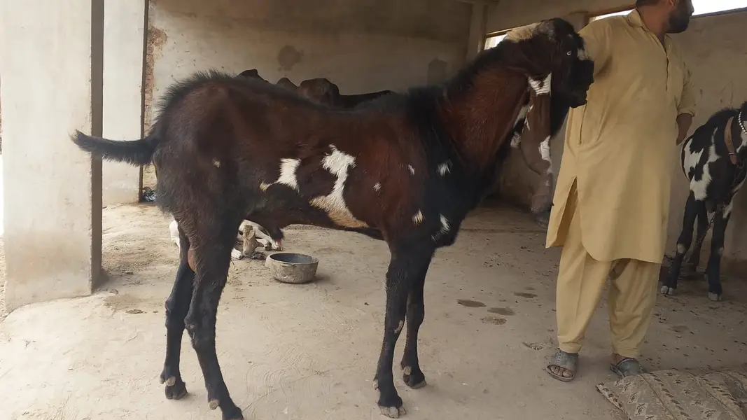 Nagra Bakra/ Male Goat/ Billy Goat — photo 3