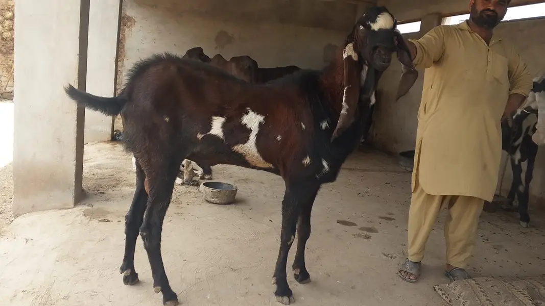 Nagra Bakra/ Male Goat/ Billy Goat — photo 4