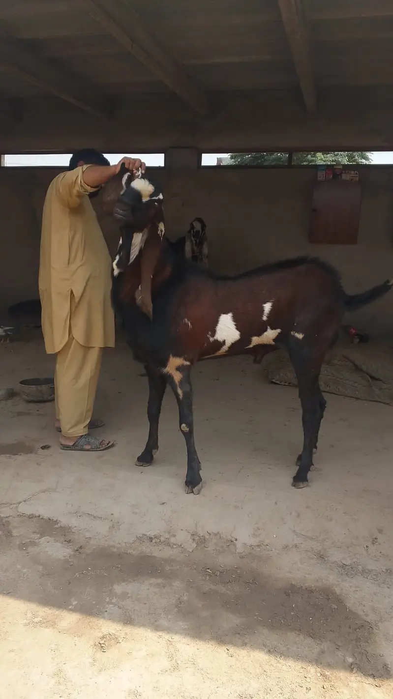 Nagra Bakra/ Male Goat/ Billy Goat — photo 5