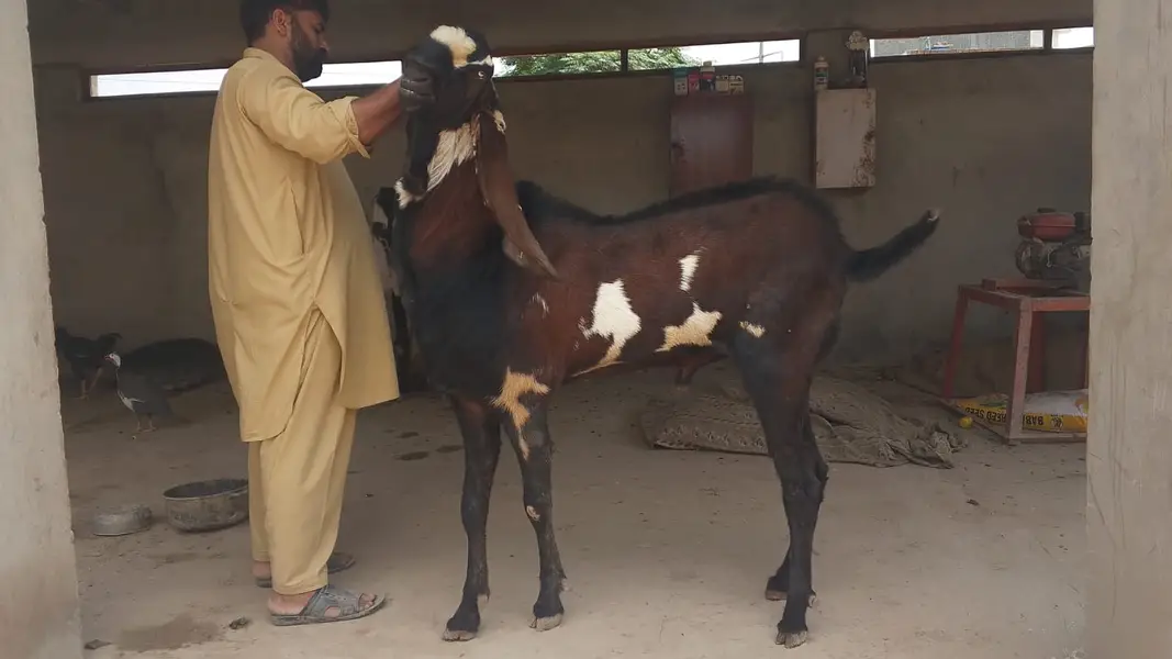 Nagra Bakra/ Male Goat/ Billy Goat — photo 7