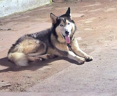 Siberian husky dog full ok Available