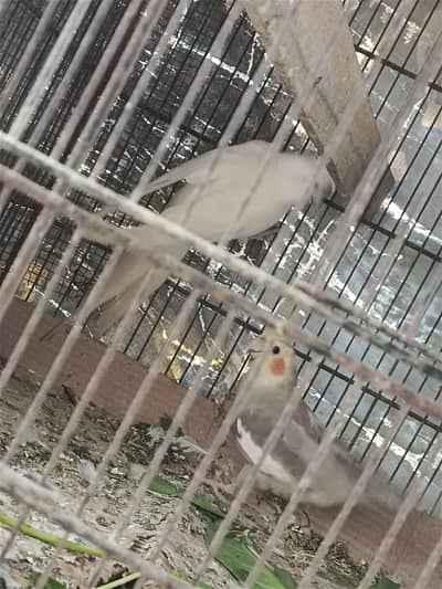 cocktail pair 4 sale