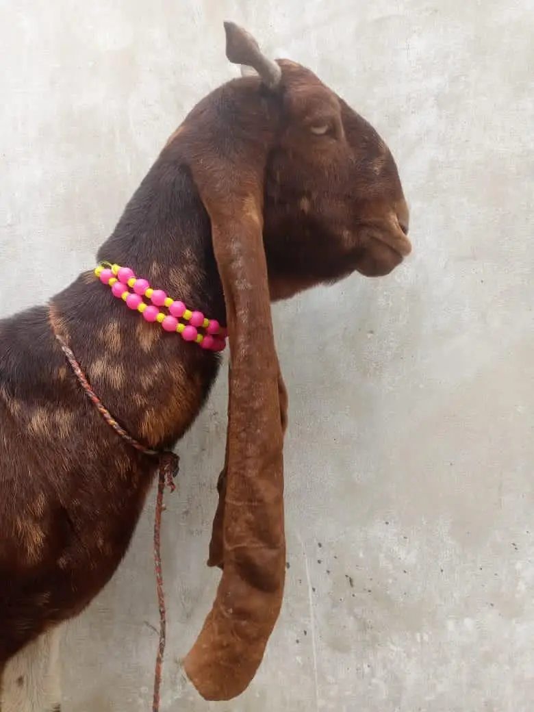 Pure Kamori Goat  Pakki Gabban (Ultrasound Video Available) — photo 3