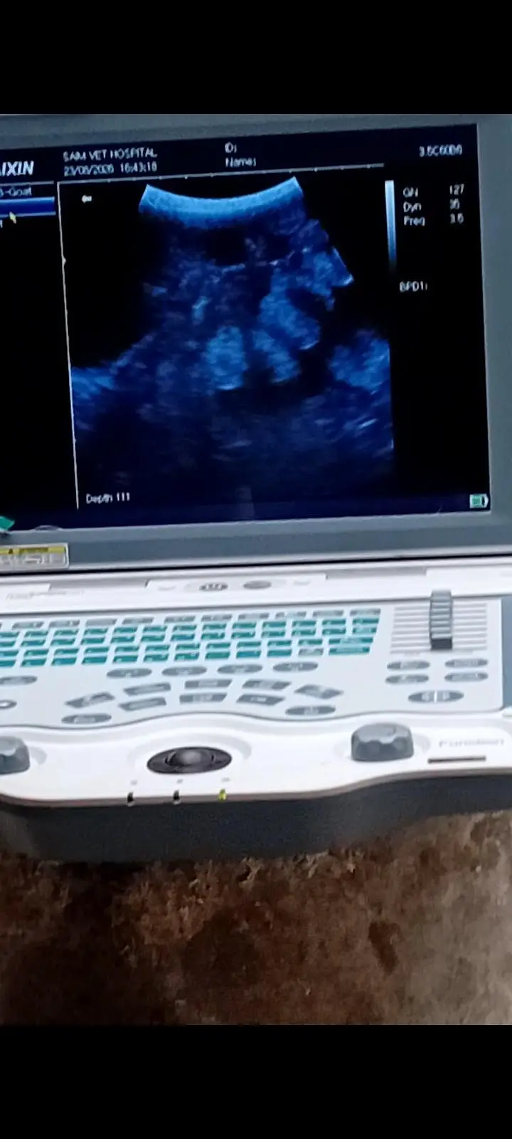 Pure Kamori Goat  Pakki Gabban (Ultrasound Video Available) — photo 4