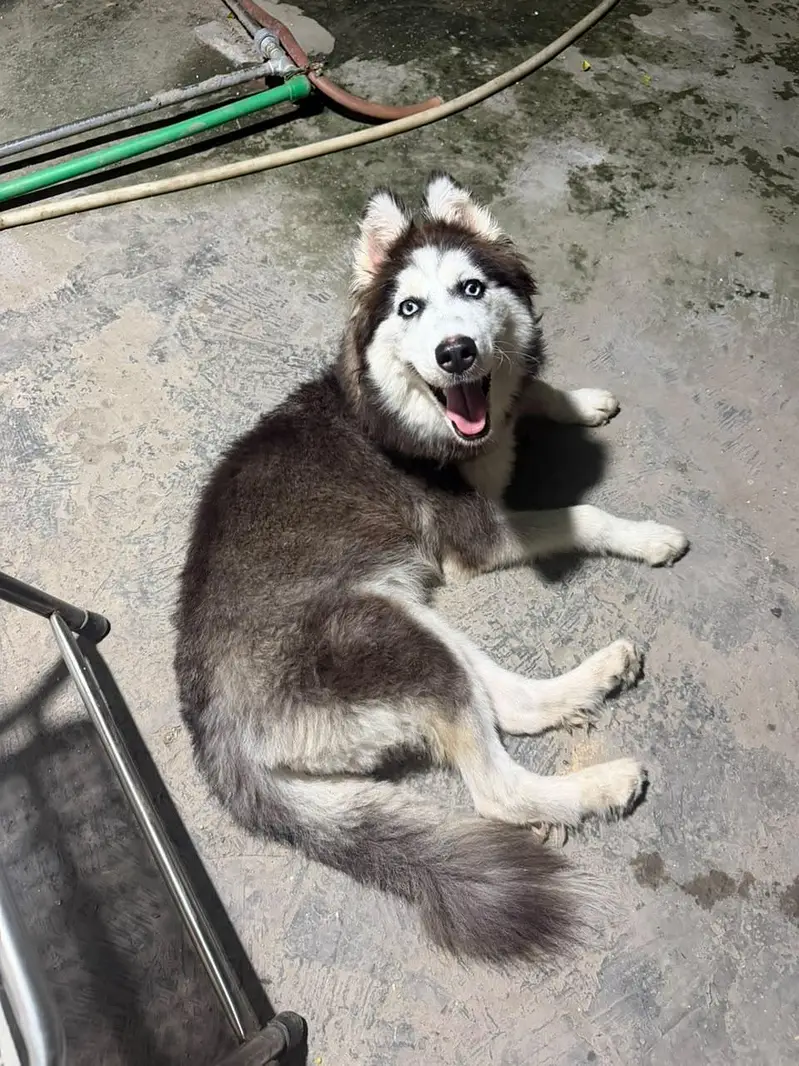 Siberian Husky — photo 2