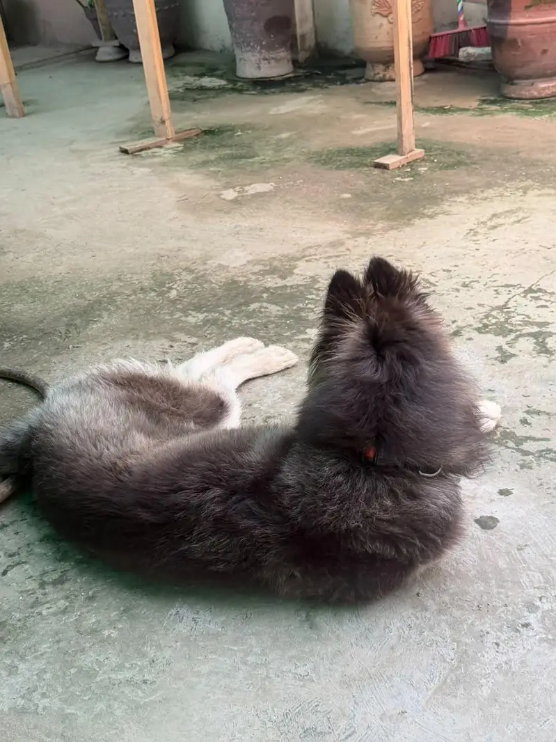 Siberian Husky — photo 3