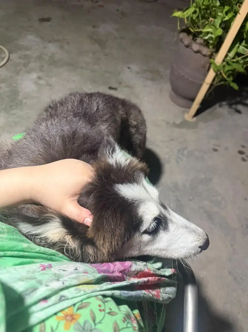 Siberian Husky — photo 4