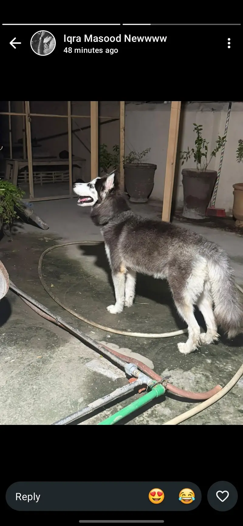 Siberian Husky — photo 6