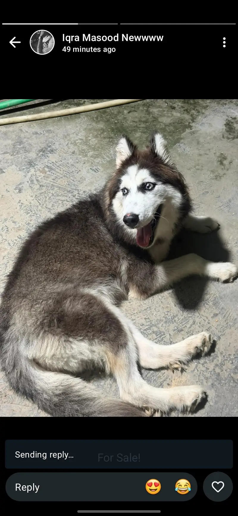 Siberian Husky — photo 7