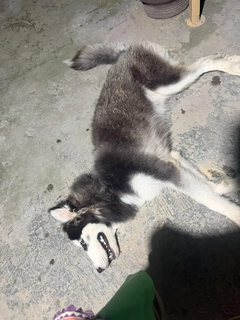 Siberian Husky — photo 9