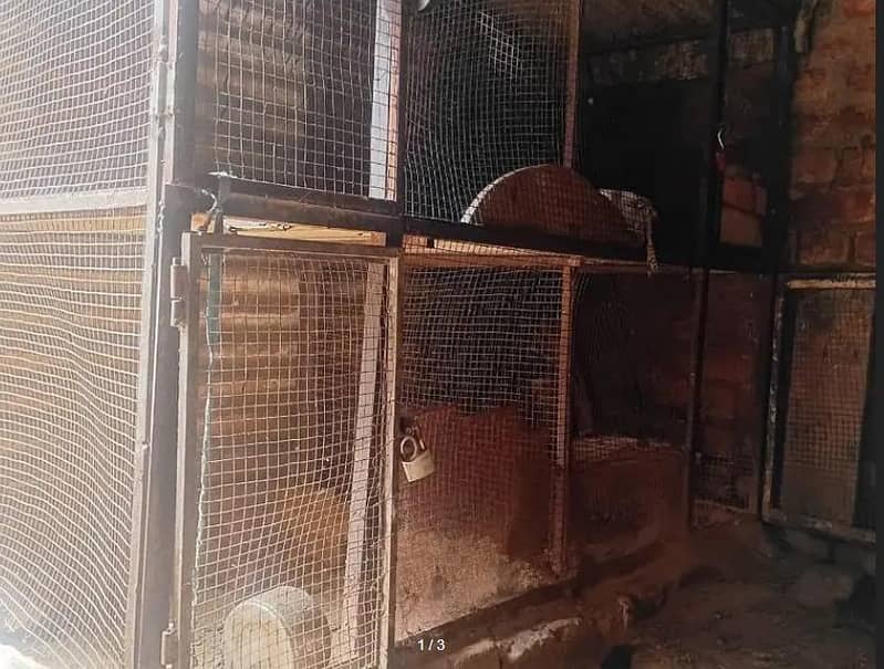 hens cage 0