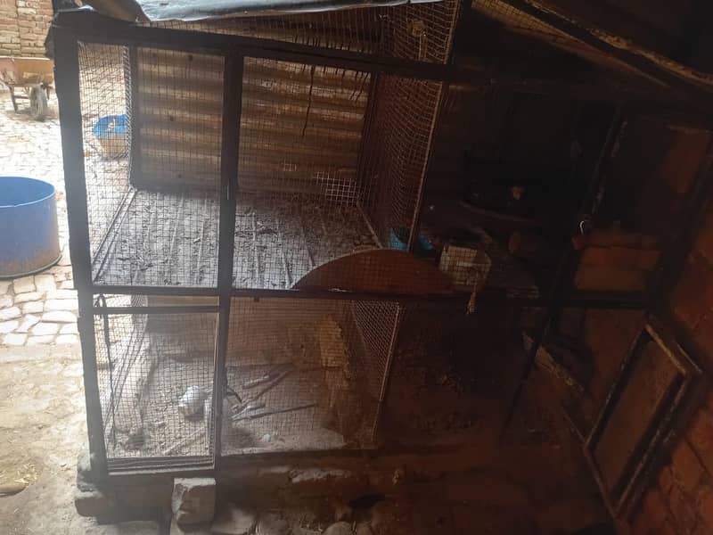 hens cage 1