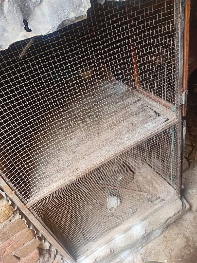 hens cage 2