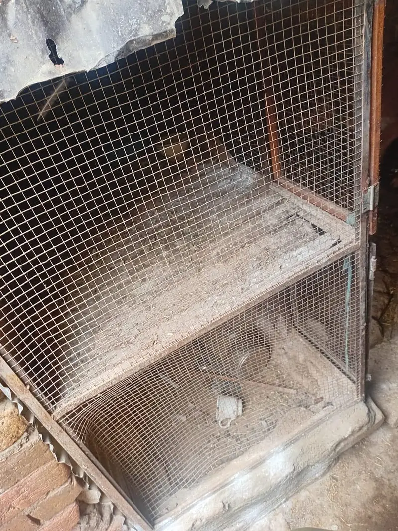 hens cage — photo 3