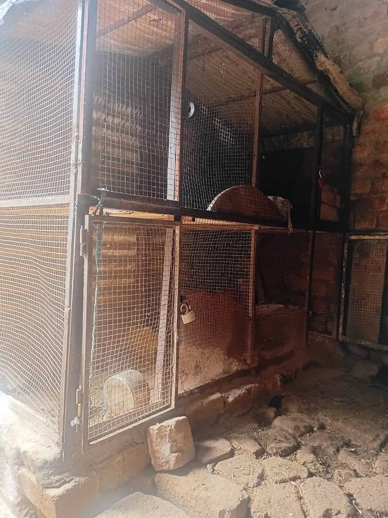 hens cage 3