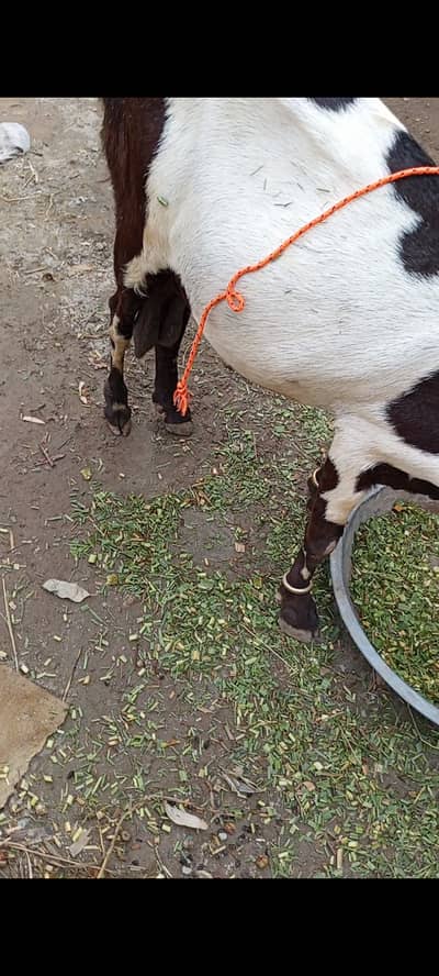 Beetal Goat for sale