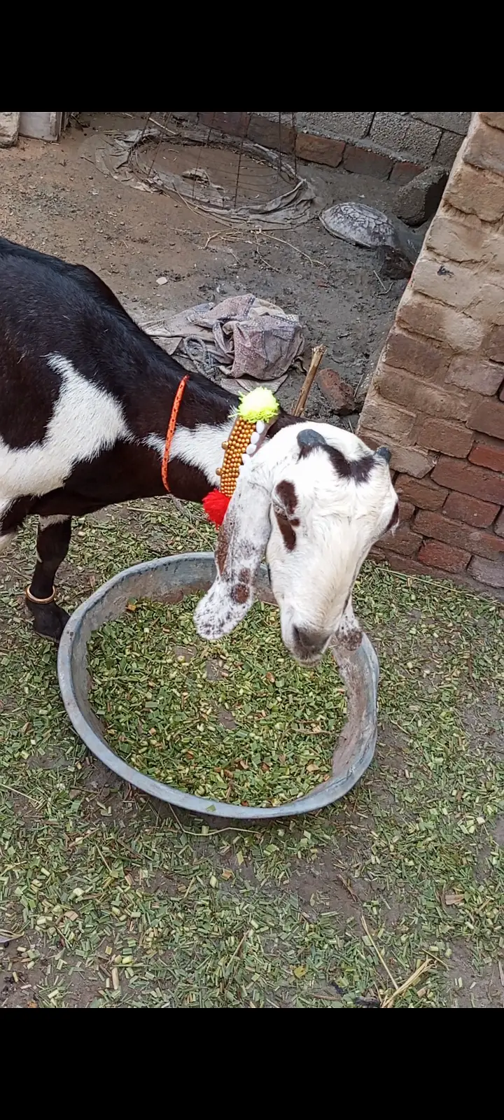 Beetal Goat for sale — photo 2