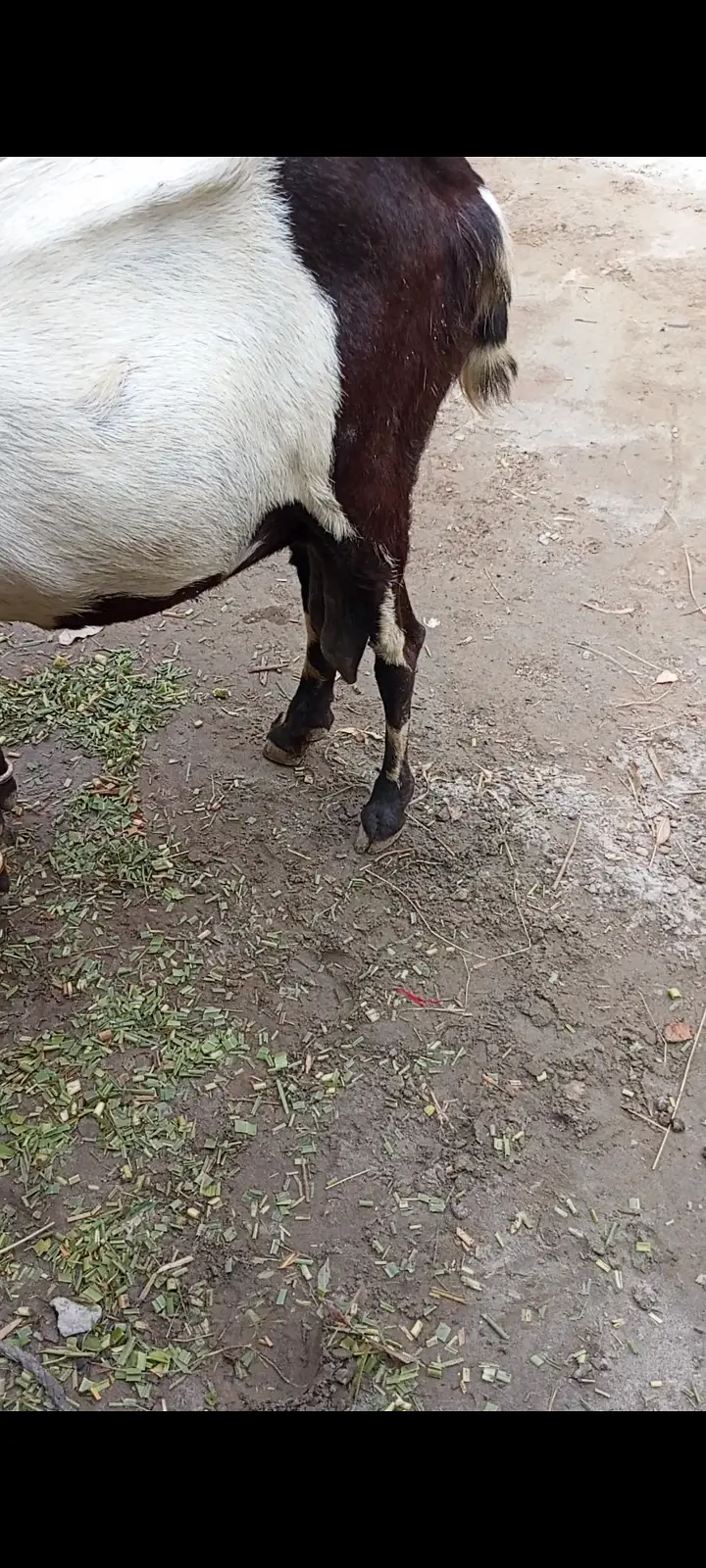 Beetal Goat for sale — photo 3
