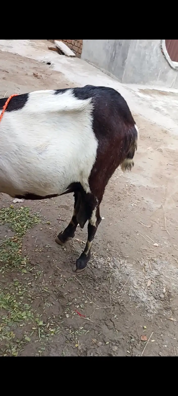 Beetal Goat for sale — photo 4