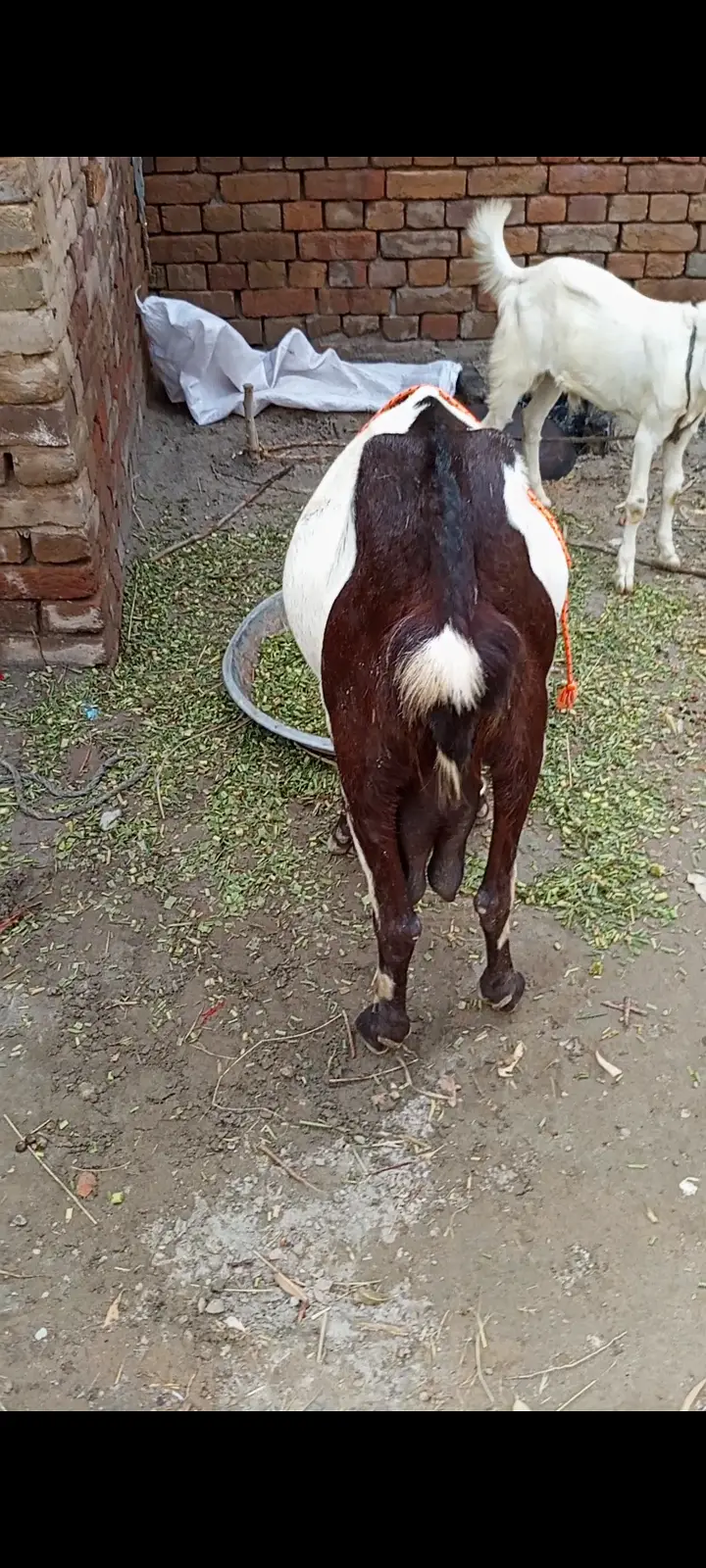 Beetal Goat for sale — photo 5