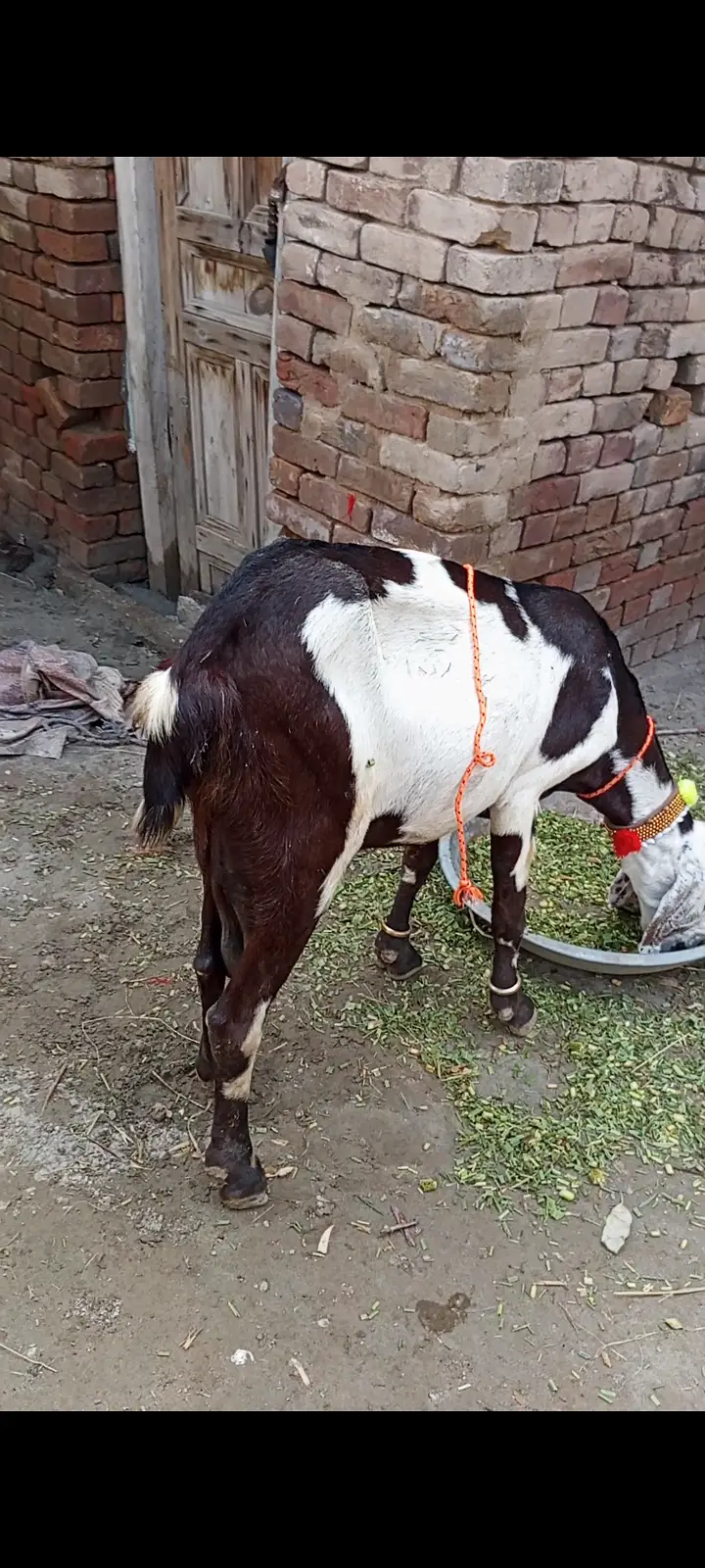 Beetal Goat for sale — photo 7