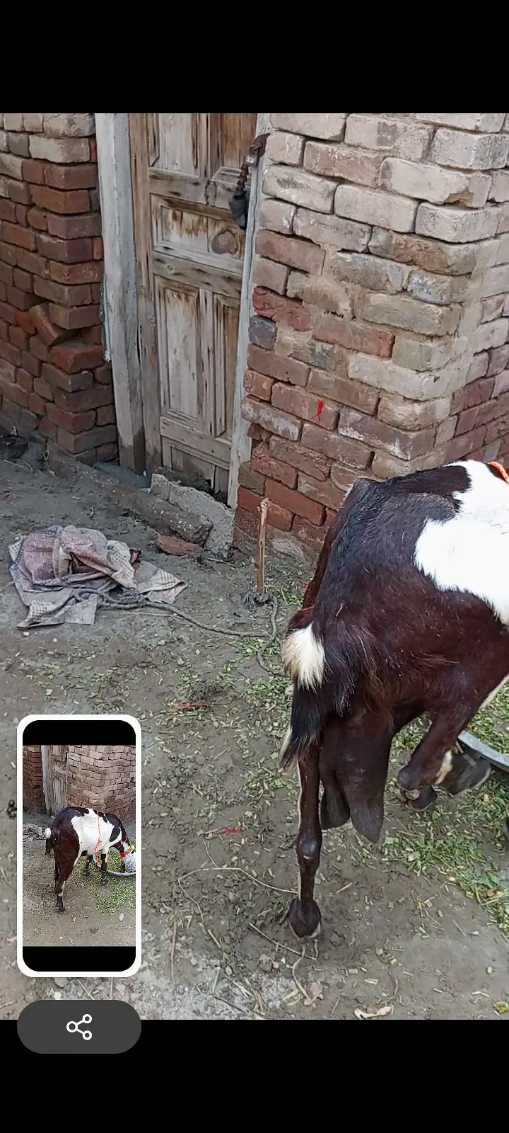 Beetal Goat for sale — photo 8