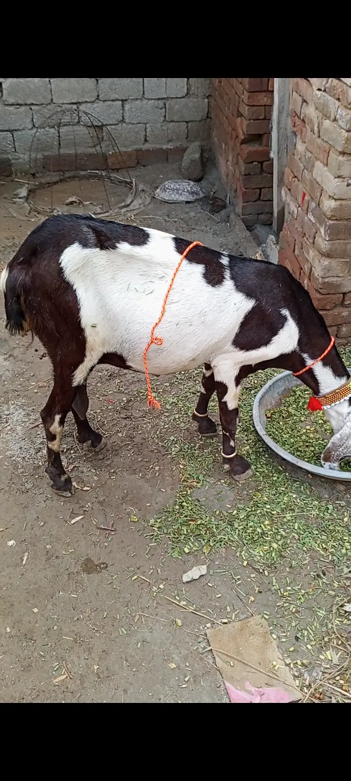 Beetal Goat for sale — photo 9