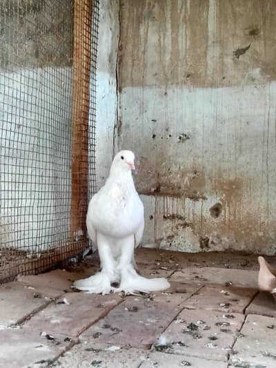 pamoranian pigeon ghubara