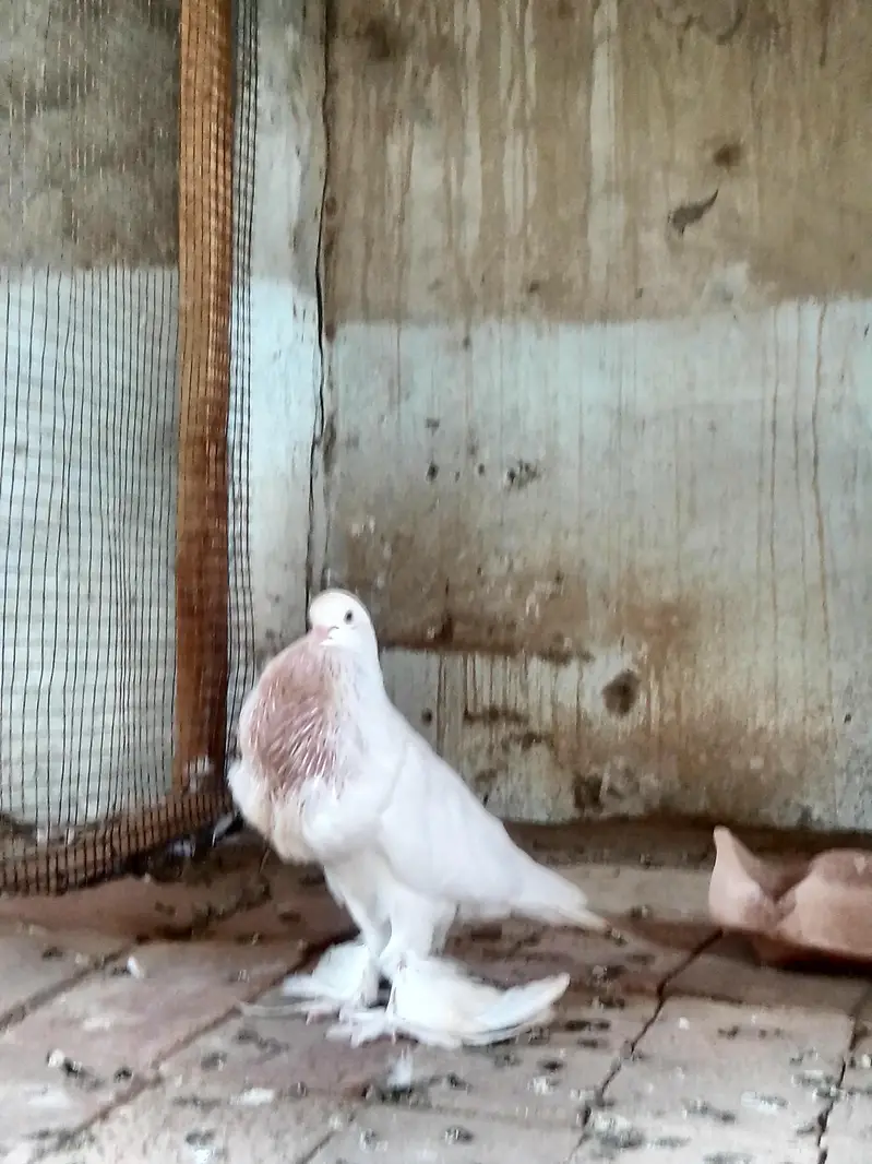 pamoranian pigeon ghubara — photo 2