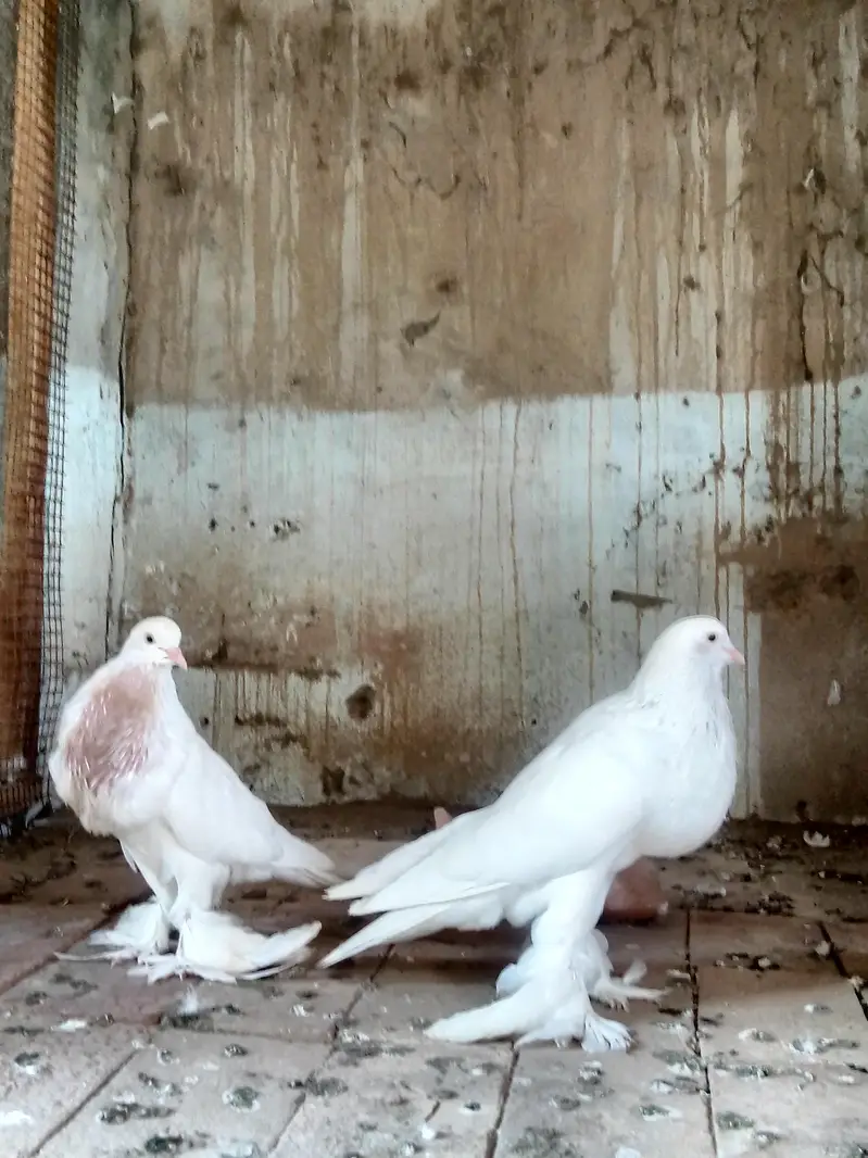 pamoranian pigeon ghubara — photo 3