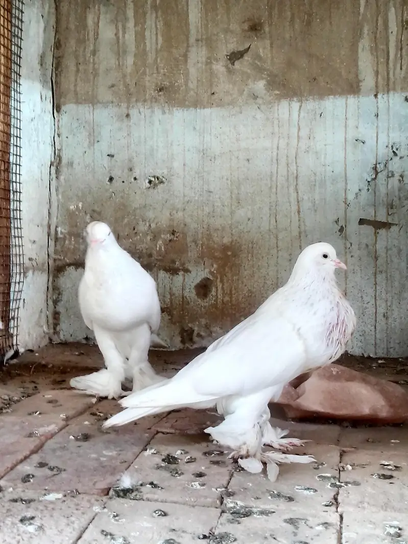 pamoranian pigeon ghubara — photo 4