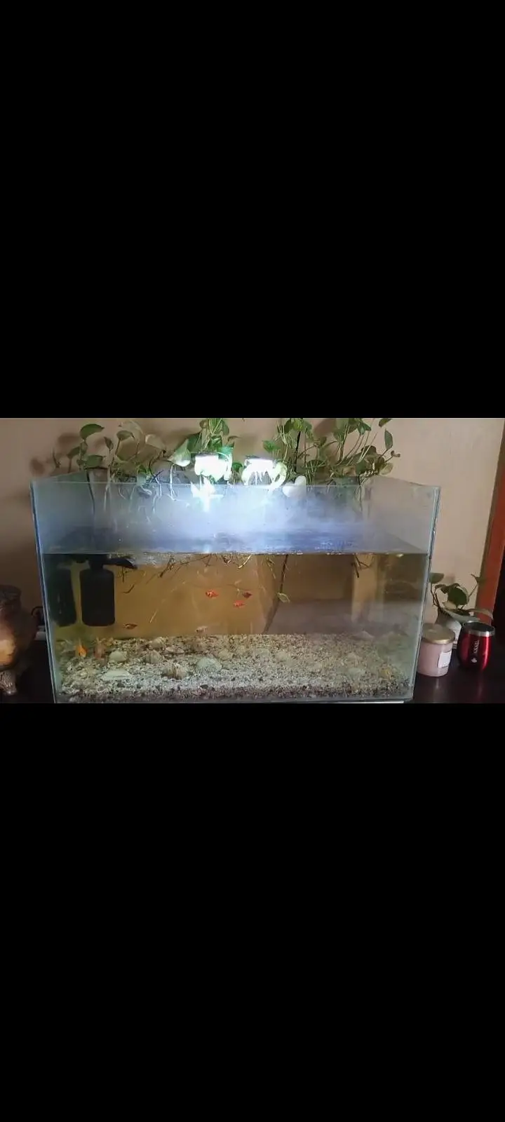 All fishes+ aquarium with complete set up including lights.