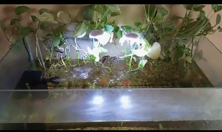 All fishes+ aquarium with complete set up including lights. — photo 2