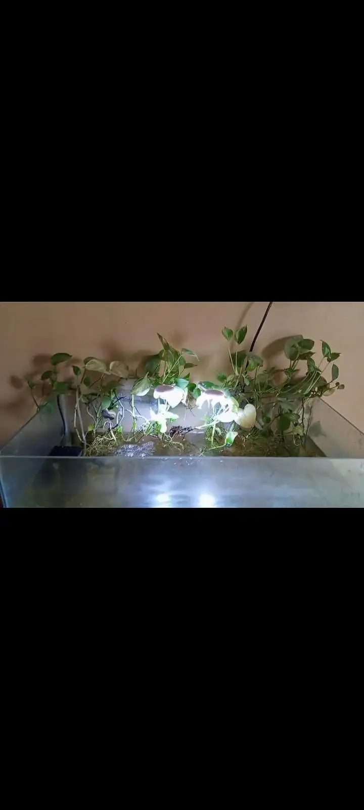 All fishes+ aquarium with complete set up including lights. — photo 3