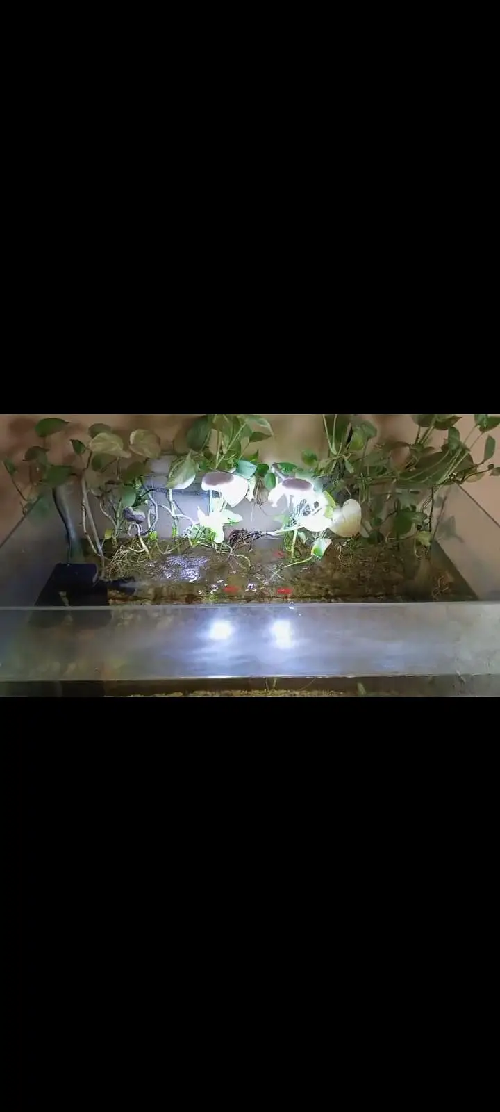 All fishes+ aquarium with complete set up including lights. — photo 4