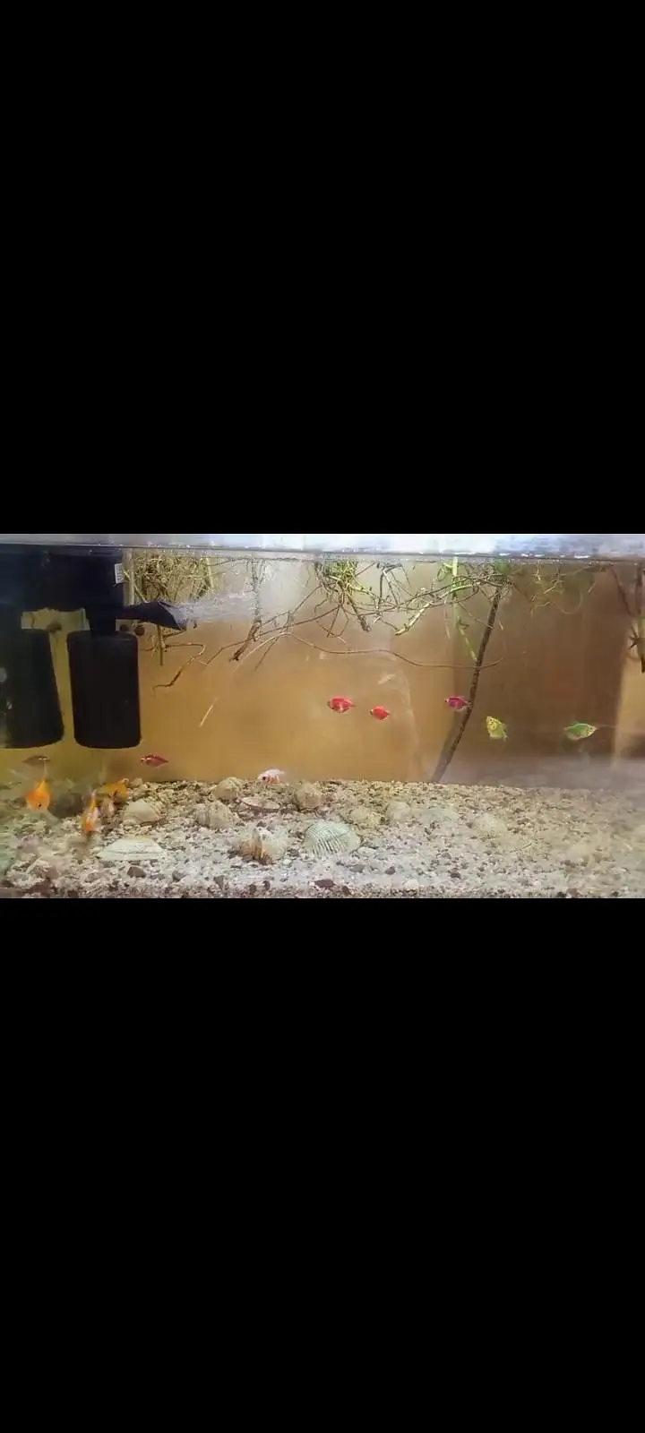 All fishes+ aquarium with complete set up including lights. — photo 5
