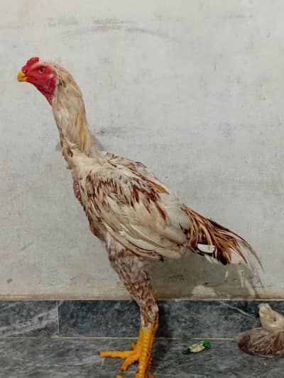 Shamo and parrot break aseel cross