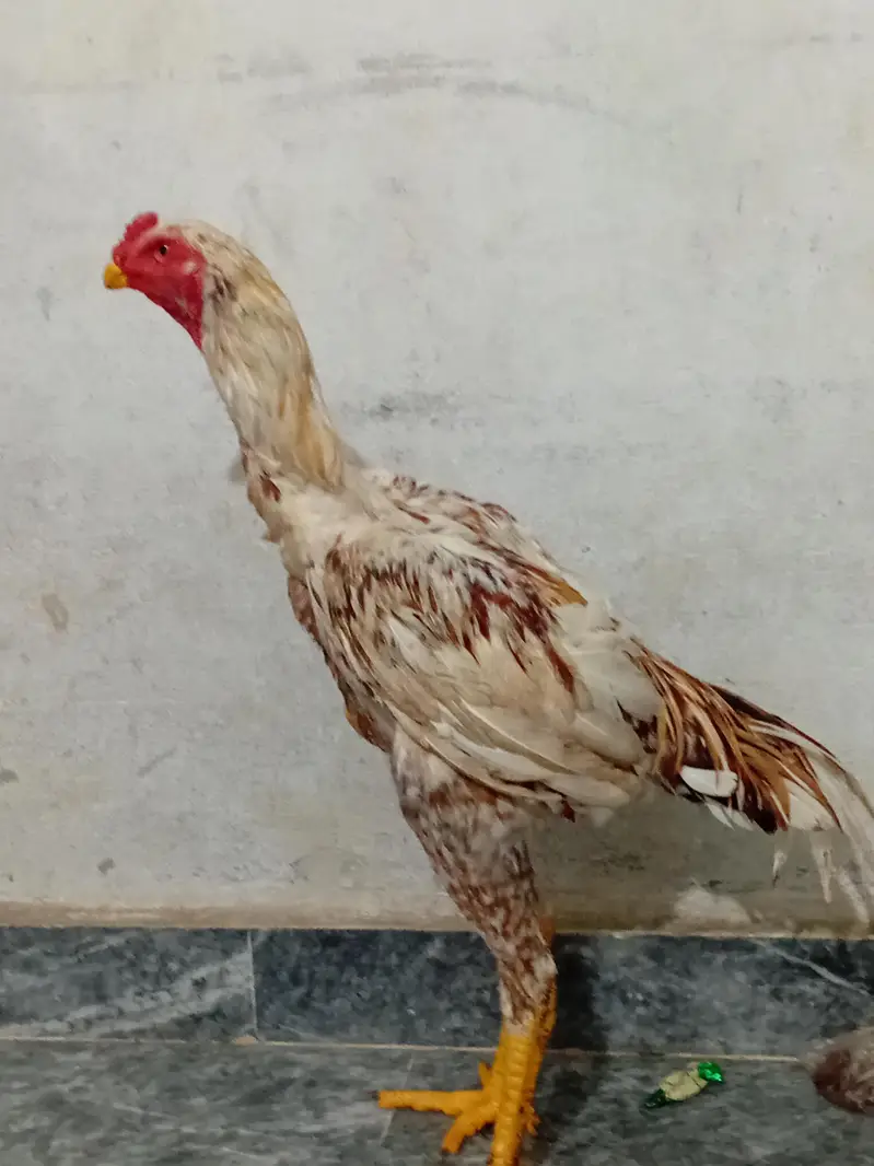Shamo and parrot break aseel cross — photo 3