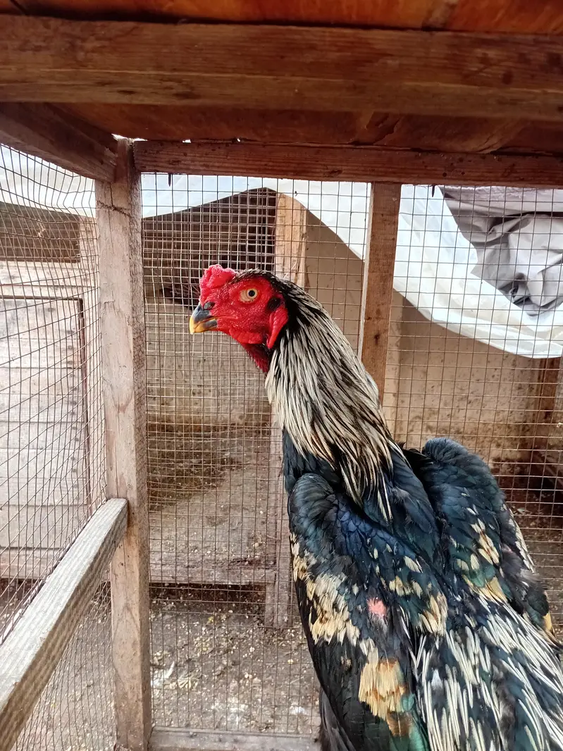 Shamo and parrot break aseel cross — photo 4