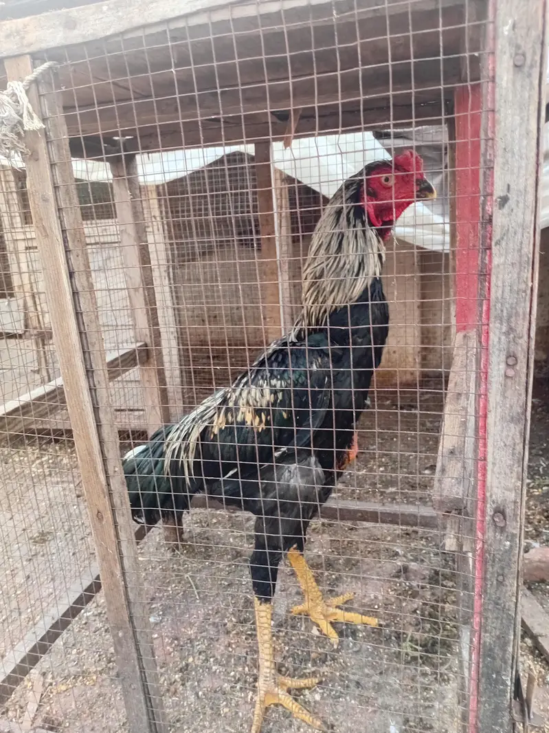 Shamo and parrot break aseel cross — photo 5