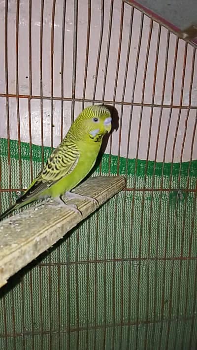 Green Blackface Splits Blue Breeder Pair