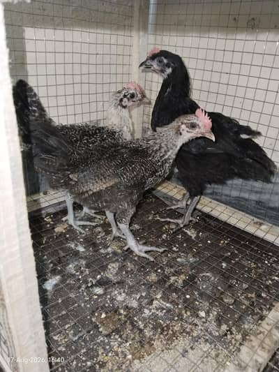 Healthy and Active Chicks For Sale in Rawalpindi