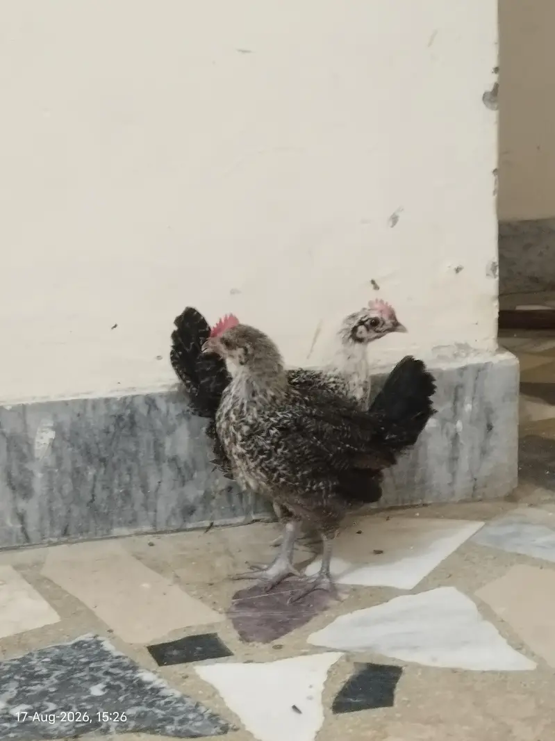 Healthy and Active Chicks For Sale in Rawalpindi — photo 2