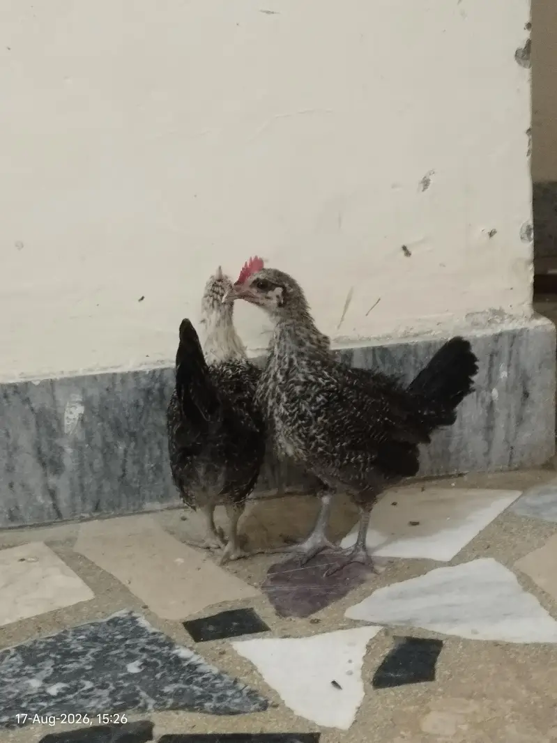Healthy and Active Chicks For Sale in Rawalpindi — photo 3