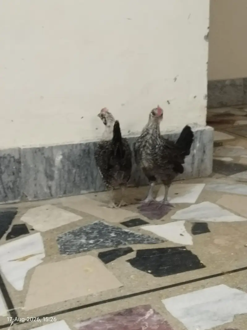 Healthy and Active Chicks For Sale in Rawalpindi — photo 4