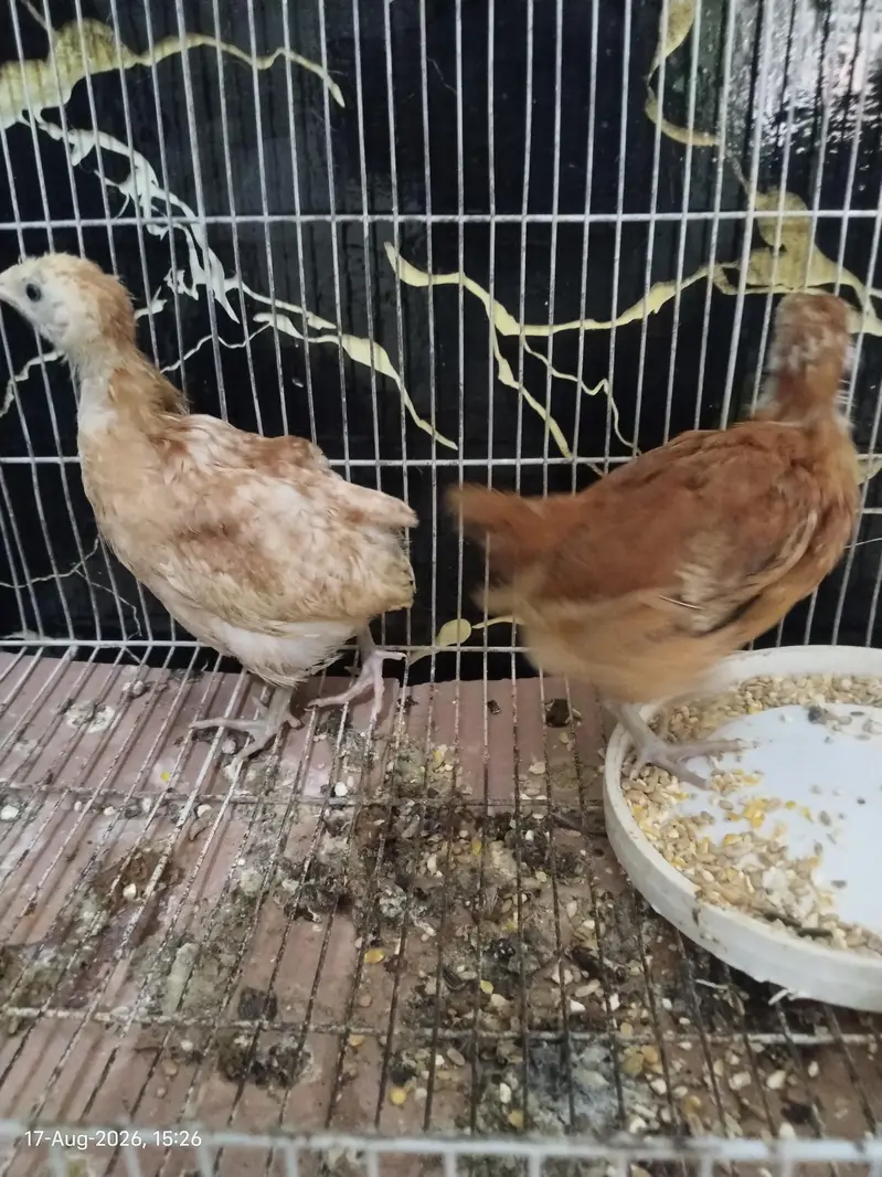 Healthy and Active Chicks For Sale in Rawalpindi — photo 5